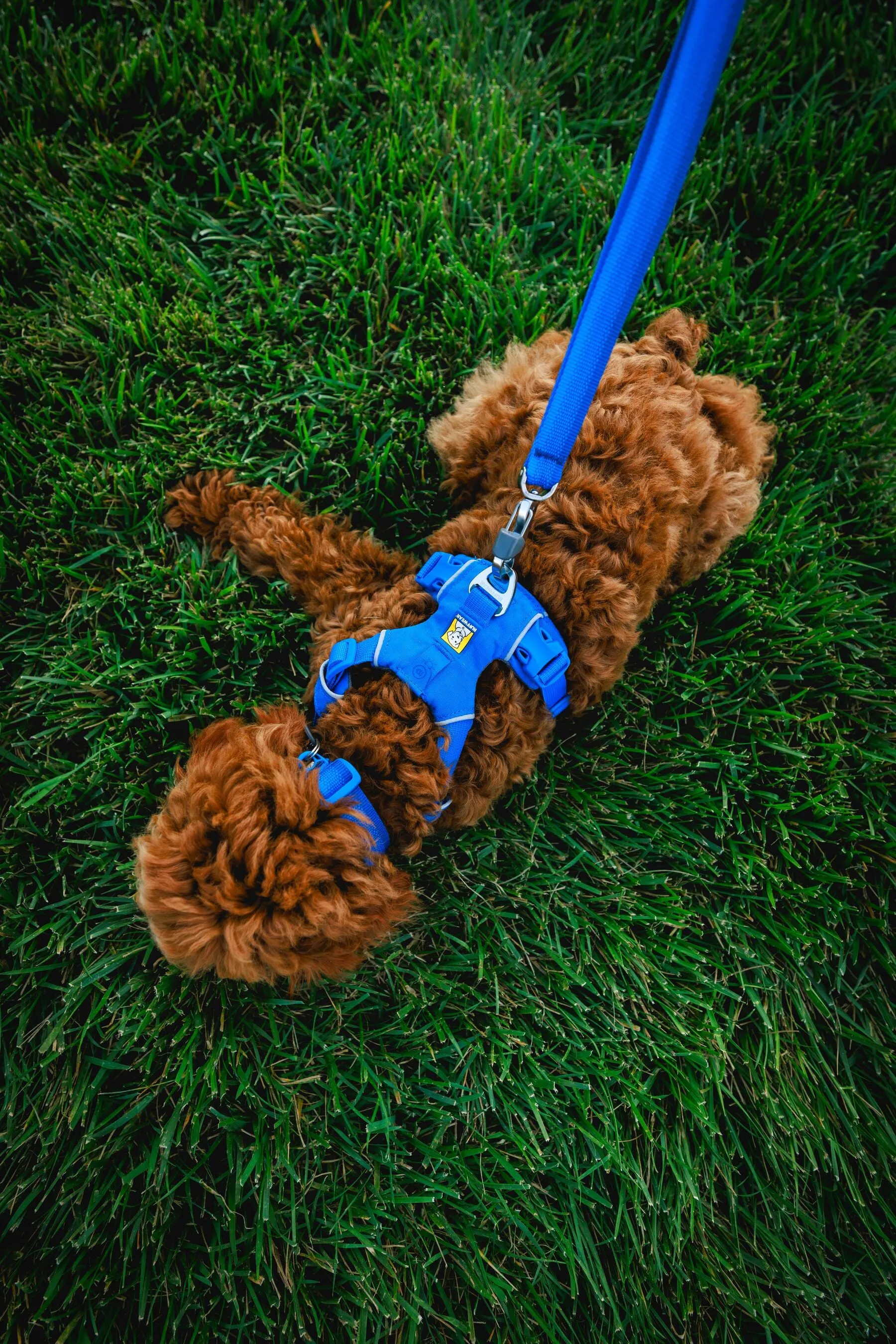 Front Range Harness
